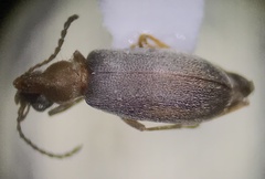 Notoxus murinipennis