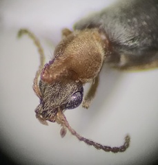 Notoxus murinipennis