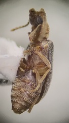 Notoxus murinipennis