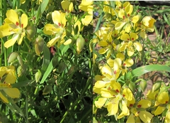 Roepera sessilifolia