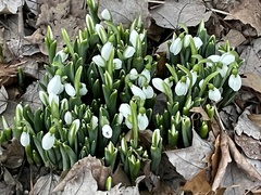 Galanthus elwesii