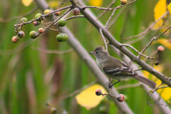 Elaenia flavogaster