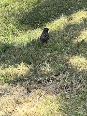 Zonotrichia capensis