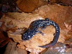 Plethodon kisatchie