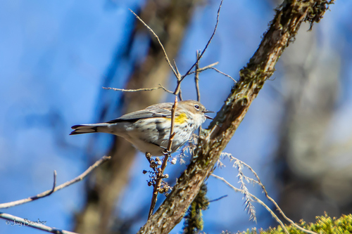 Myrtle Warbler photographed in Tennessee