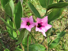 Mandevilla pohliana