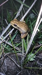 Boana pulchella