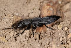 Ocypus tenebricosus