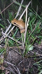 Boana pulchella