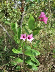 Mandevilla pohliana