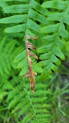 Chirosia spinosissima