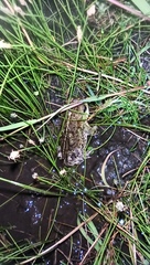 Rhinella dorbignyi