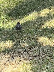 Zonotrichia capensis