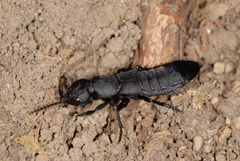 Ocypus tenebricosus