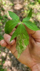Liriomyza orilliensis