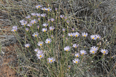 Erigeron utahensis