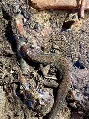 Desmognathus