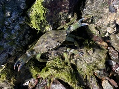Carcinus maenas