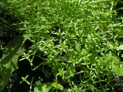 Callitriche palustris