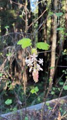 Ribes sanguineum