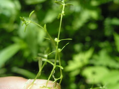 Callitriche palustris