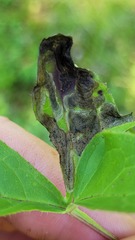 Liriomyza orilliensis