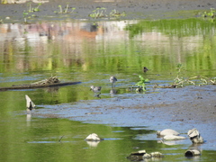 Calidris fuscicollis