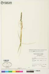 Calamagrostis inexpansa