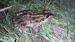 Leptodactylus luctator