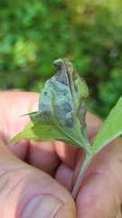 Liriomyza orilliensis