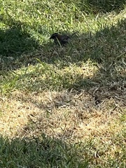 Zonotrichia capensis