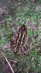 Leptodactylus luctator