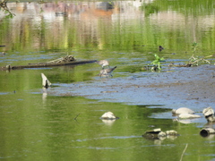 Calidris fuscicollis