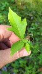 Liriomyza orilliensis