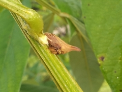 Enchenopa squamigera