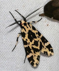 Eucereon consorta