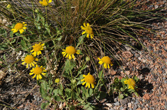 Gaillardia spathulata