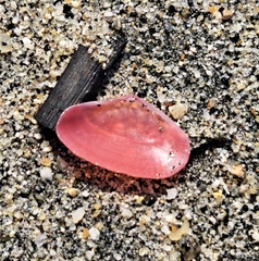 Tellinidae