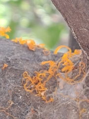 Cytospora chrysosperma