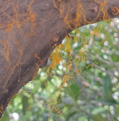 Cytospora chrysosperma