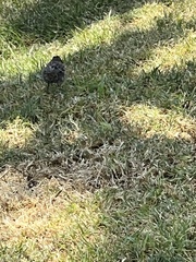 Zonotrichia capensis