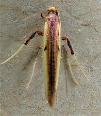 Caloptilia chrysitis