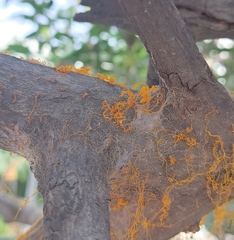 Cytospora chrysosperma