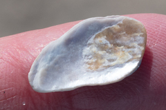 Crepipatella lingulata