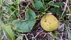 Dorstenia brasiliensis
