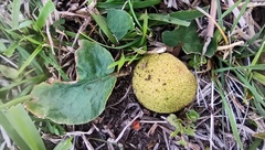 Dorstenia brasiliensis