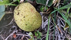 Dorstenia brasiliensis