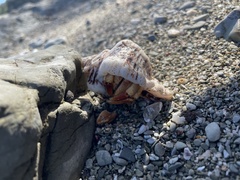 Coenobita