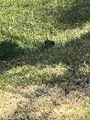 Zonotrichia capensis