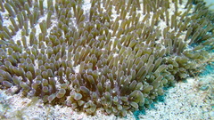 Stichodactyla helianthus
